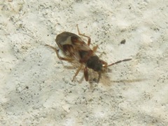 Scolopostethus affinis