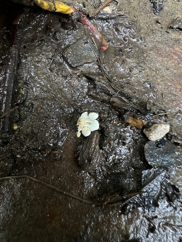 Viburnum lasiophyllum, photograph 3