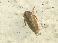 Euscelis incisus