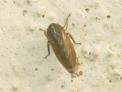 Euscelis incisus