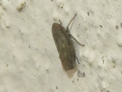 Euscelis incisus