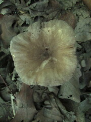 Lactifluus gerardii