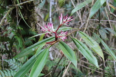 Alpinia odontonema