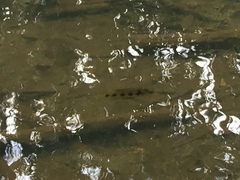 Hemichromis elongatus