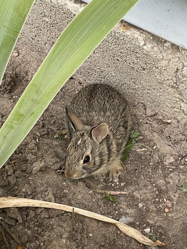 Eastern Cottontail photographed in Nebraska