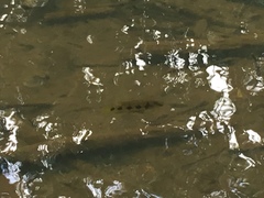 Hemichromis elongatus