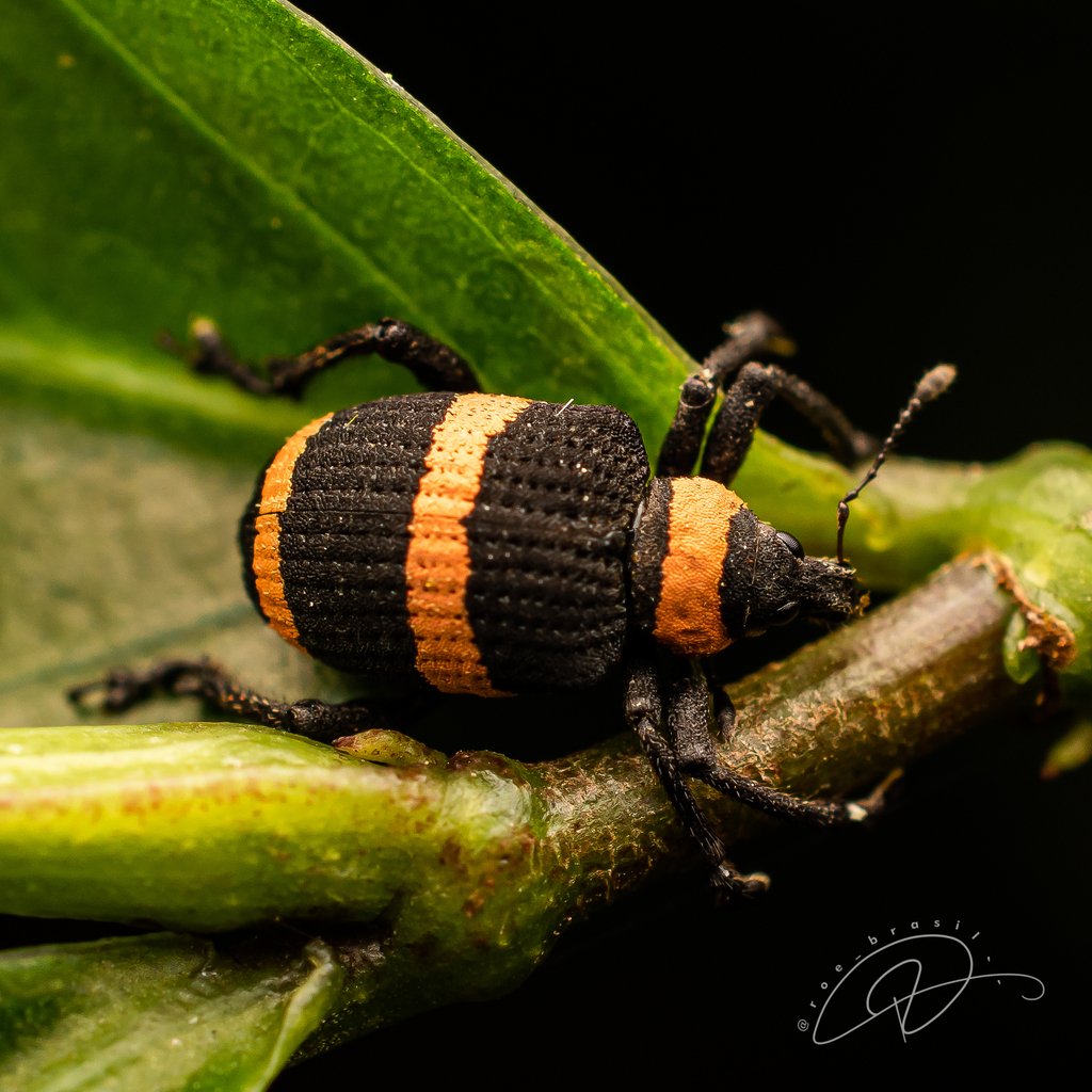 Entyus auricinctus