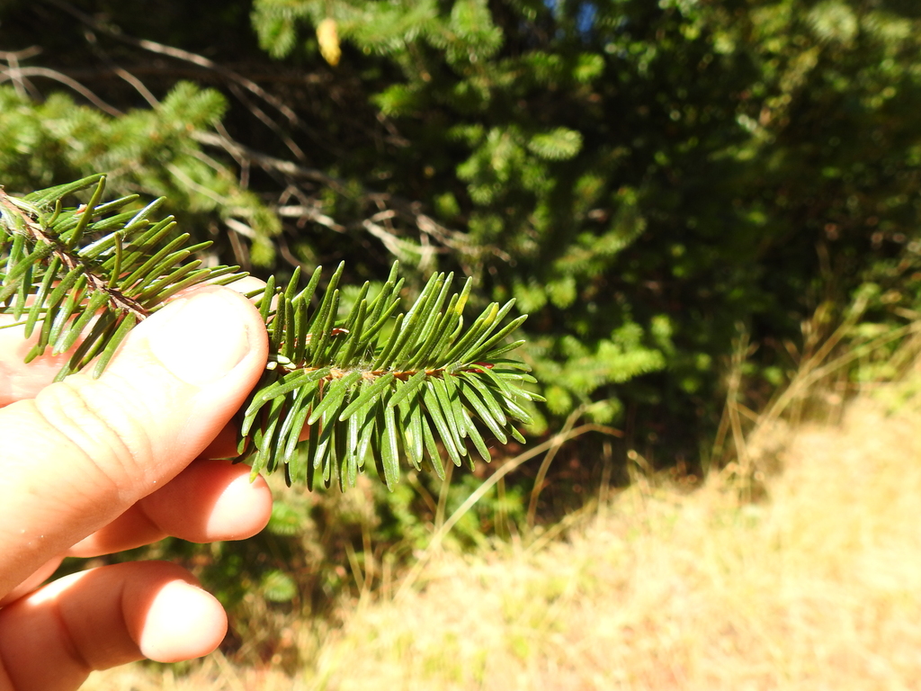 common Douglas-fir from Point Reyes National Seashore, Marin ...