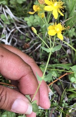Hypericum scouleri