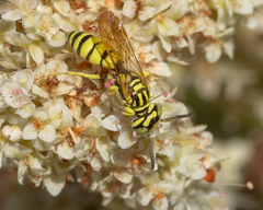 Philanthus multimaculatus