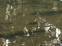 Hemichromis elongatus