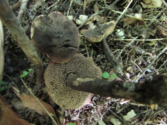 Sarcodon atroviridis