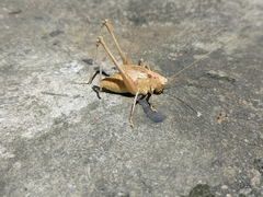 Mecopoda niponensis