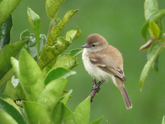 Nesotriccus incomtus