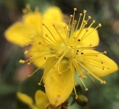 Hypericum scouleri