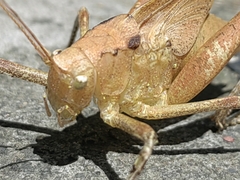 Mecopoda niponensis