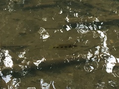 Hemichromis elongatus