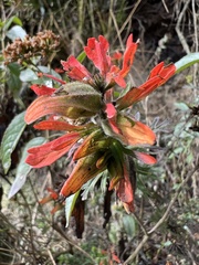 Castilleja fissifolia