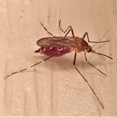 Aedes canadensis canadensis