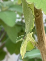 Versigonalia vermiculata