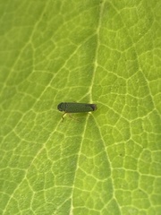 Versigonalia vermiculata