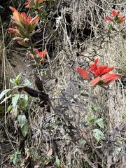 Castilleja fissifolia