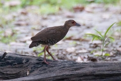 Rallina fasciata