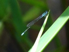 Odonata
