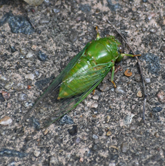 Okanagana viridis