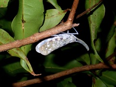 Pyrops lautus
