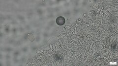 Pluteus