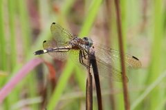 Odonata