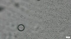 Pluteus