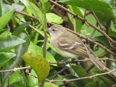 Nesotriccus incomtus