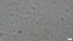 Pluteus