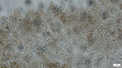 Pluteus
