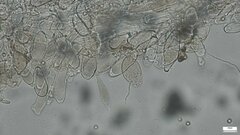 Pluteus