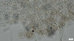 Pluteus