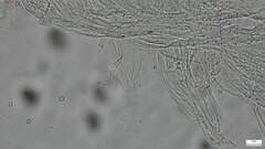 Pluteus