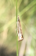 Agriphila costalipartella