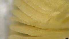 Pluteus