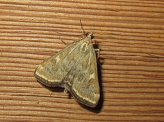 Loxostege sticticalis