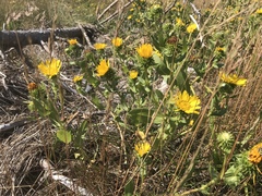 Grindelia integrifolia