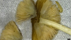 Pluteus
