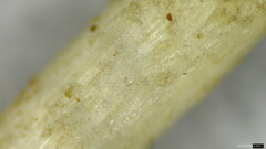 Pluteus