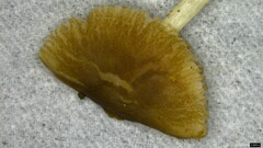 Pluteus