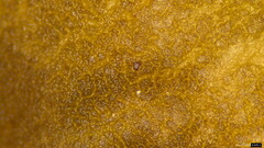 Pluteus