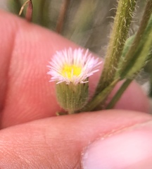 Erigeron lonchophyllus