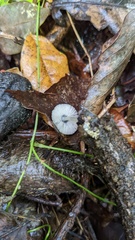 Pluteus
