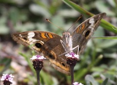 Junonia coenia